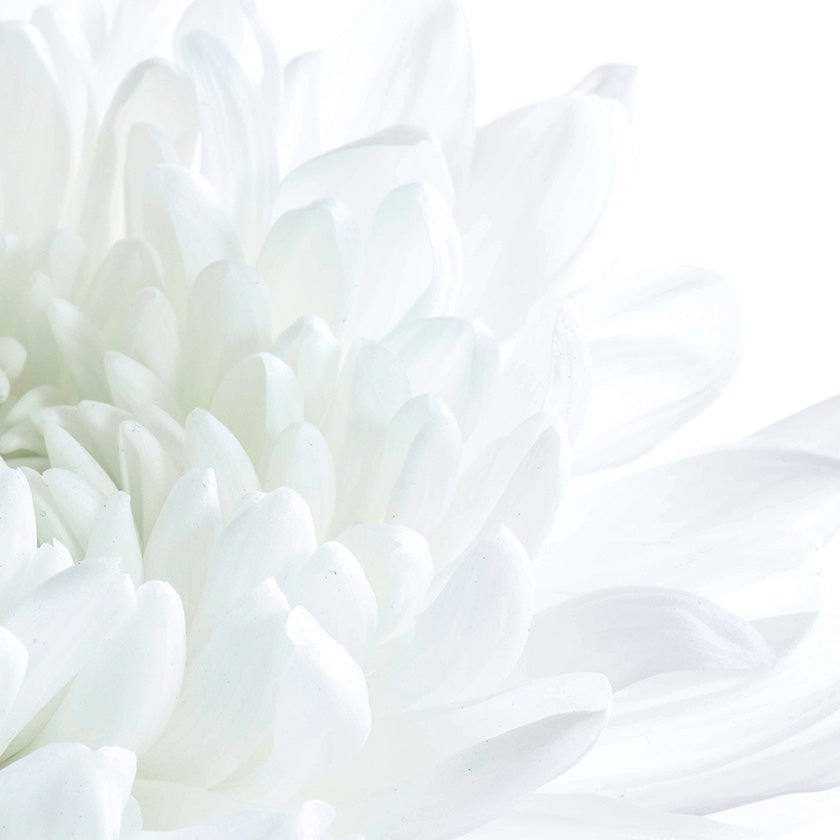 A close up pf the petals of a white carnation
